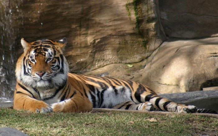 Tiger resting near a waterfall and rocks