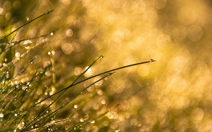 Dew drops on grass blades with golden bokeh background