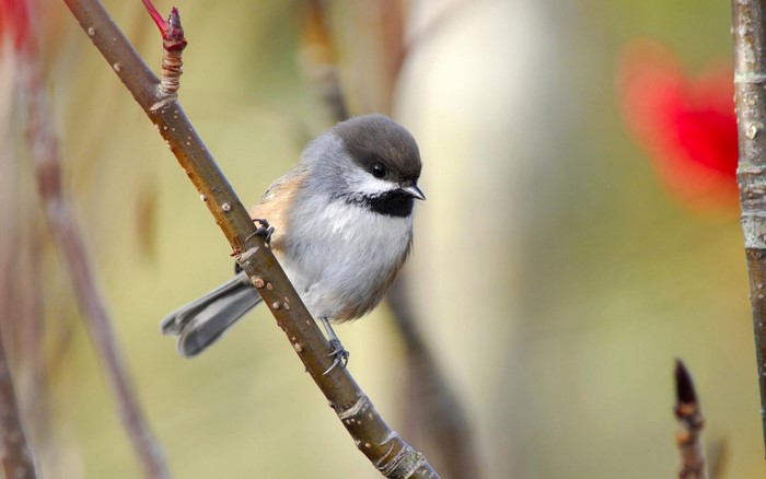A small chickadee bird perched on a branch