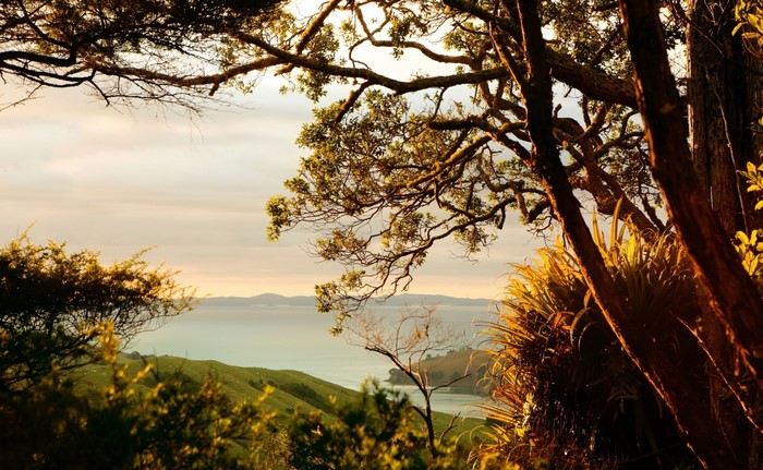 Sunlight filtering through trees overlooking a bay at sunrise