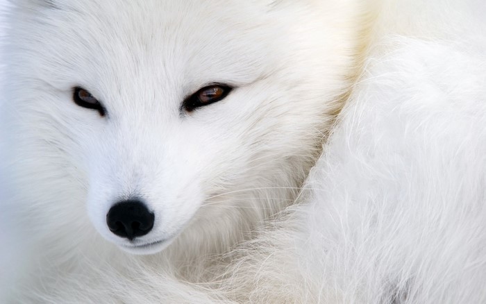 Close up of an Arctic fox's face