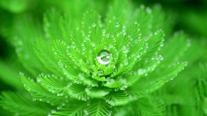 Close-up of Dew Drops on Vibrant Green Leaves
