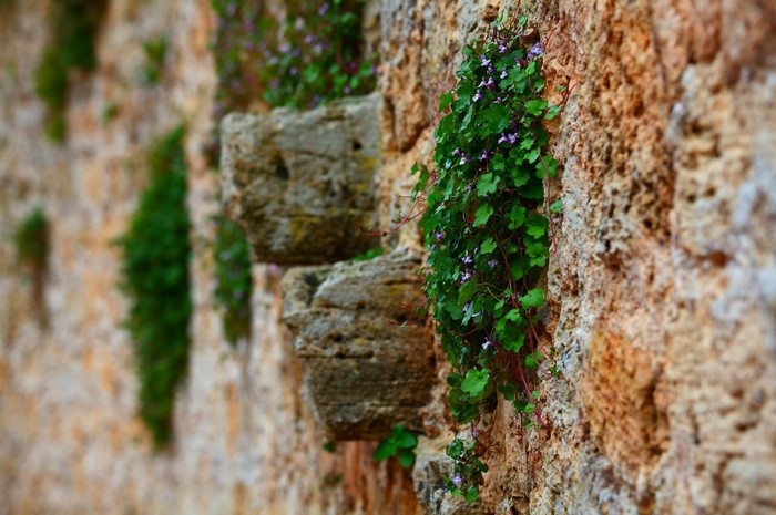 Green plants with purple flowers growing on a stone wall
