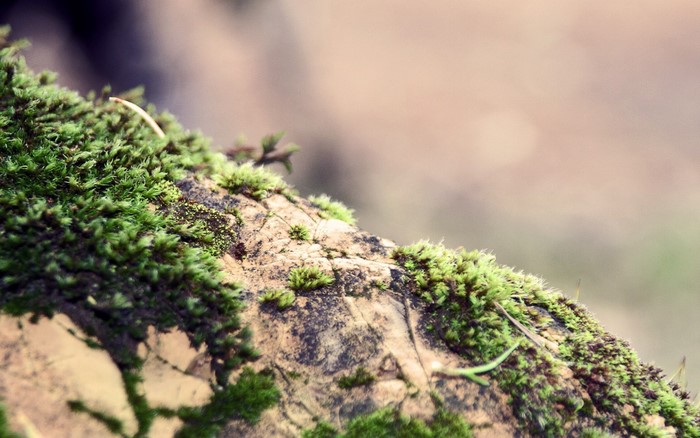 Close up of moss on a rock