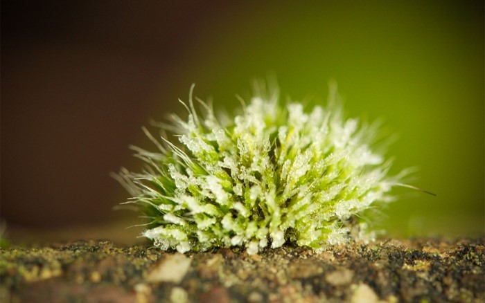 Close-up of moss with frost on a branch