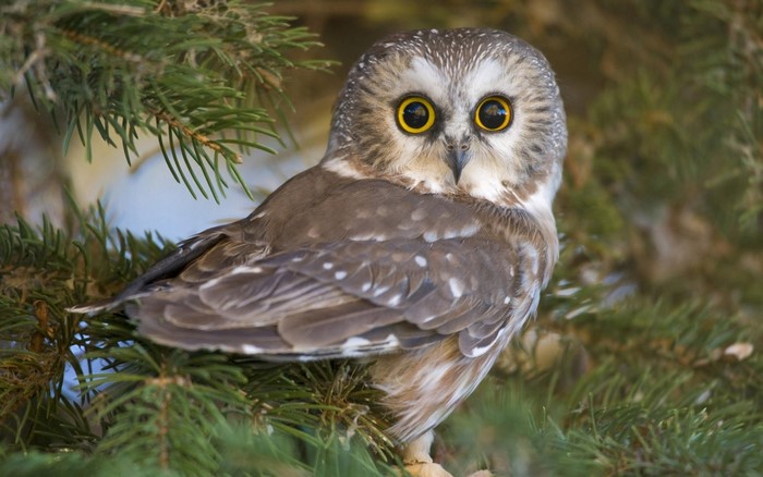 Northern Saw-whet owl perched on a pine tree branch