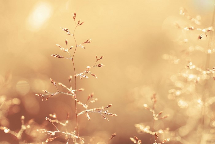 Macro photography of grass with dew drops in sunlight