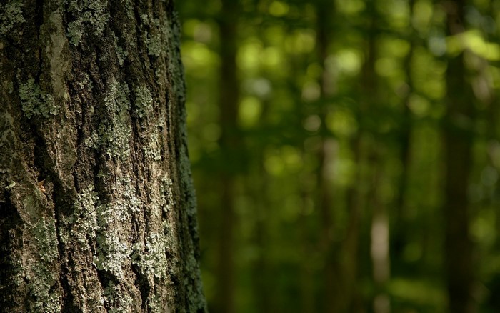 Close-up of a tree trunk with lichen in a forest