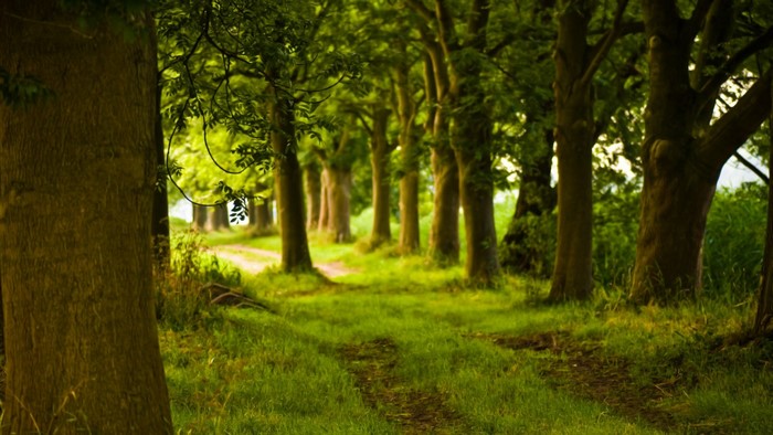 Sunlit path through a green forest with tall trees