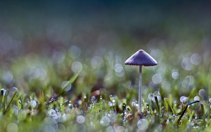 Mushroom with dew drops on grass