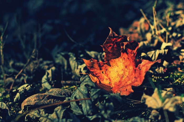 Close-up of an orange maple leaf on the forest floor
