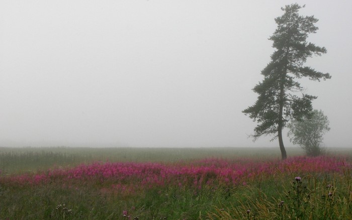 Misty field with pink flowers and a lone pine tree