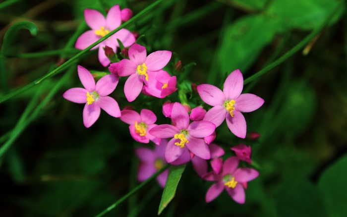 Pink wildflowers with yellow centers in green grass