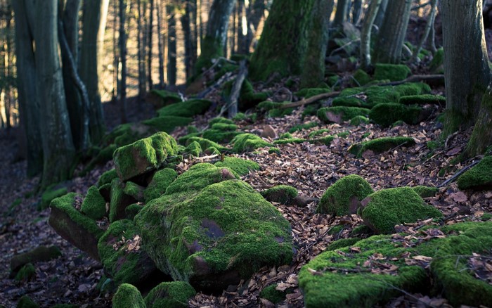 Moss-covered rocks in a sun-dappled forest