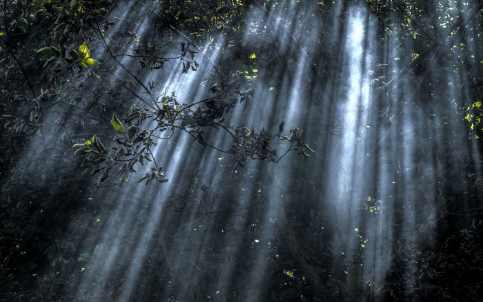 Sunlight beams through dark forest canopy