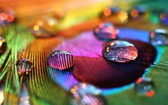 Macro photography of water drops on a colorful peacock feather