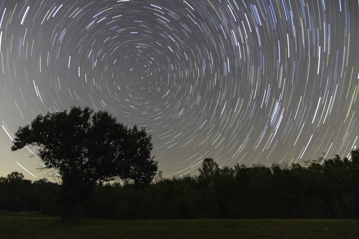 Star trails over a silhouetted tree and forest at night