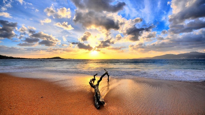Driftwood on a beach at sunset with ocean and clouds
