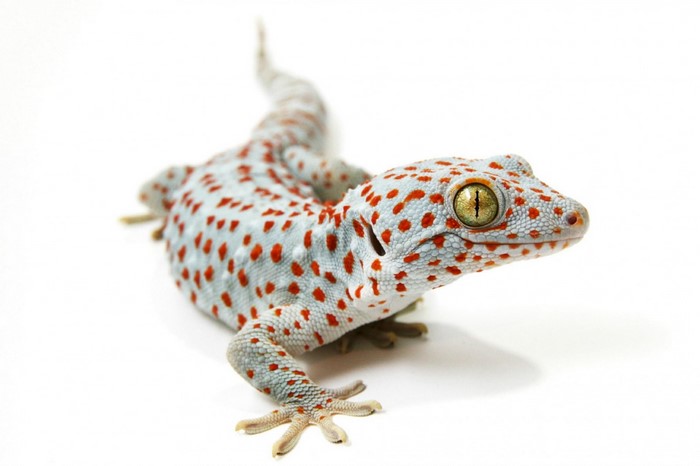 Tokay Gecko with Red Spots on White Background