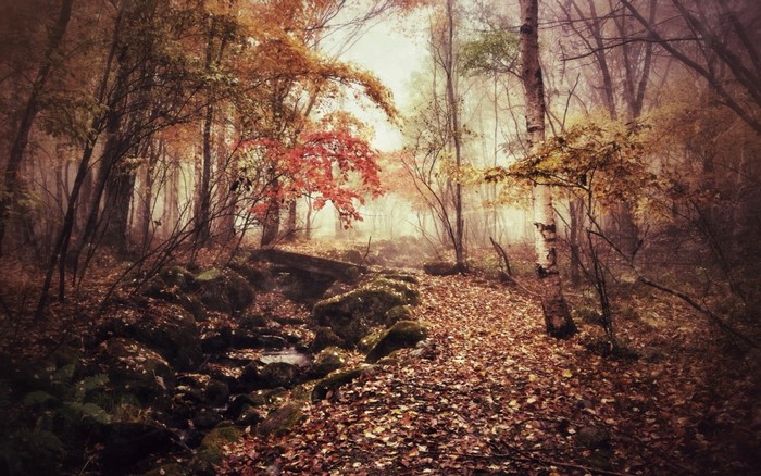 Autumn forest with fallen leaves and a stream