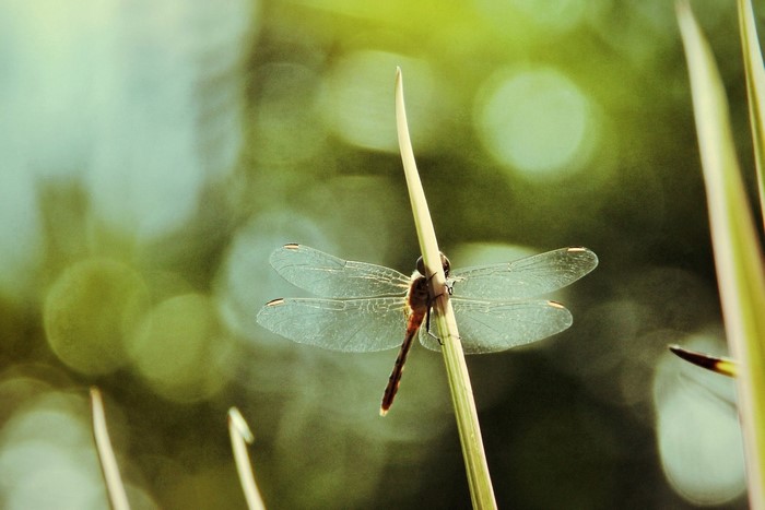Dragonfly perched on a plant stem with blurred green background