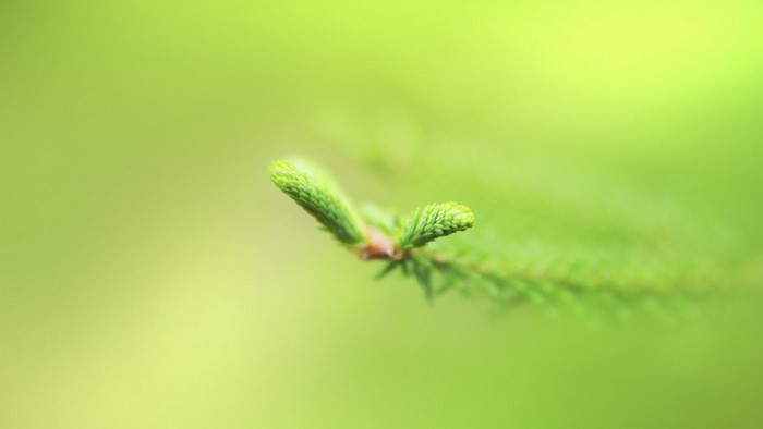 Close-up of a green pine branch with soft focus background