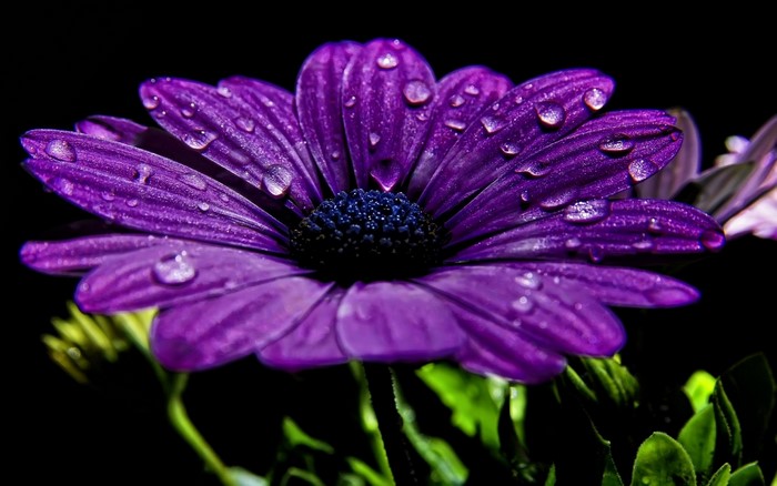 Purple daisy with water drops on petals