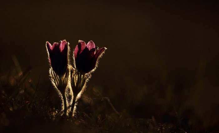 Two backlit purple flowers in darkness