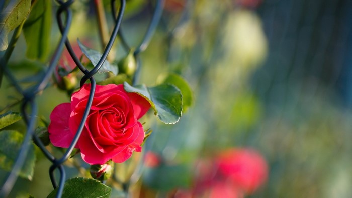 Red rose in front of a chain-link fence