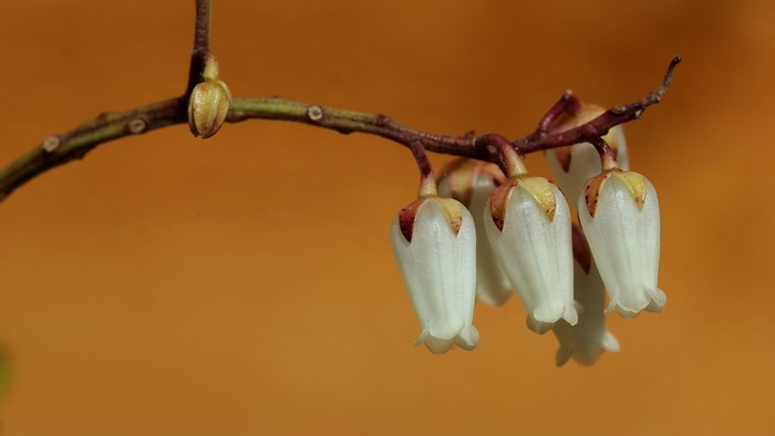 Close-up of white bell-shaped flowers on a branch