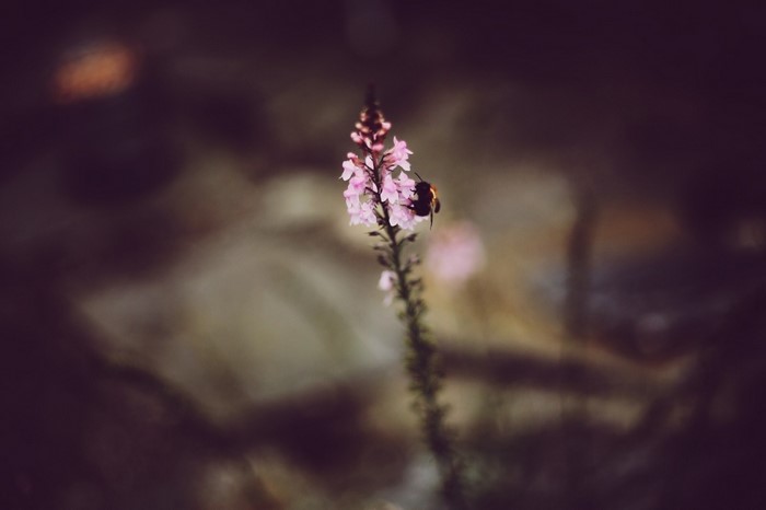 Bee on a pink flower with shallow depth of field