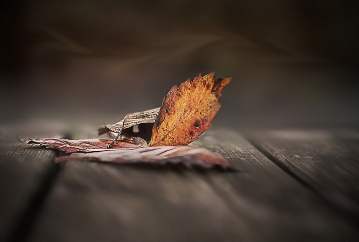 Close-up of fallen autumn leaves on wooden planks