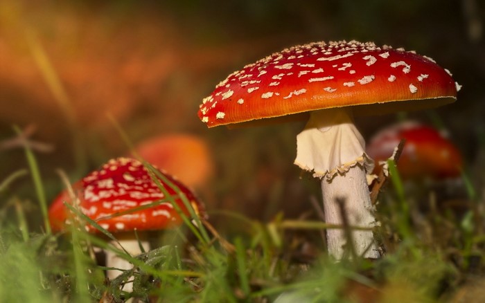 Close up of red and white spotted mushrooms in grass