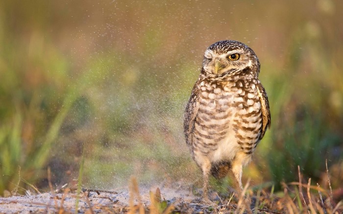 Burrowing owl winking in the rain