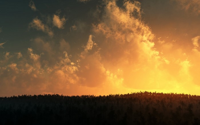 Sunset over a forest silhouette