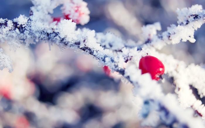 Close-up of frost-covered branches with red berries