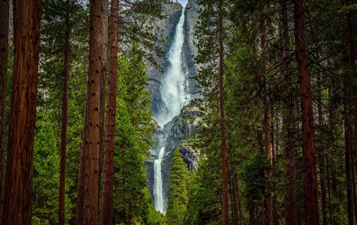 Tall trees frame a majestic waterfall in a forest