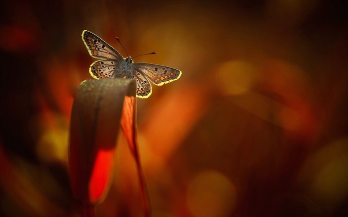 Butterfly on a red plant with bokeh background