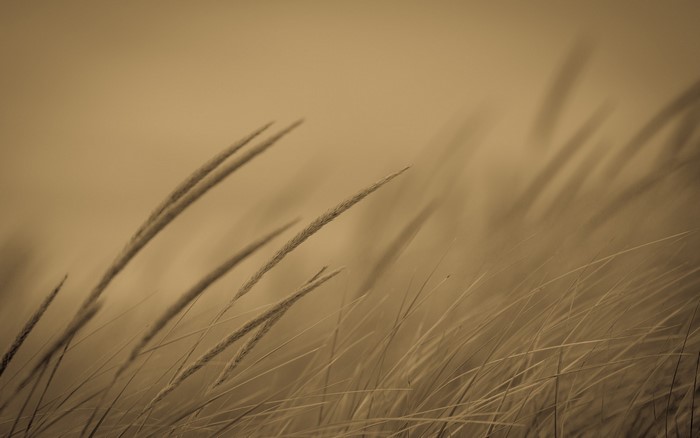Monochrome close-up of tall grass blowing in the wind