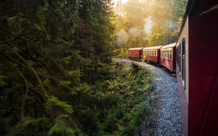 Red train traveling through a sunlit forest