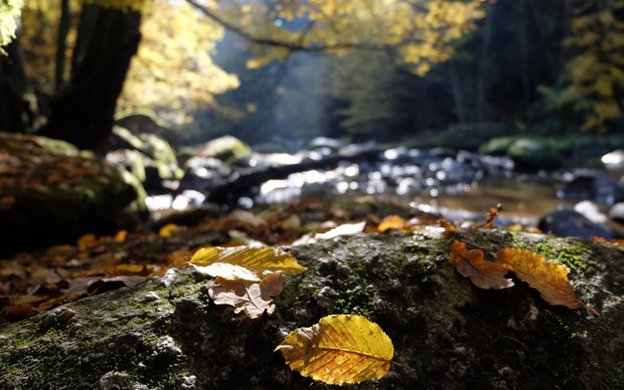 Autumn leaves on mossy rocks by a stream in a forest