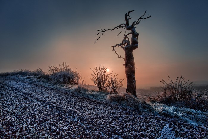 Frosty landscape with a bare tree at sunrise