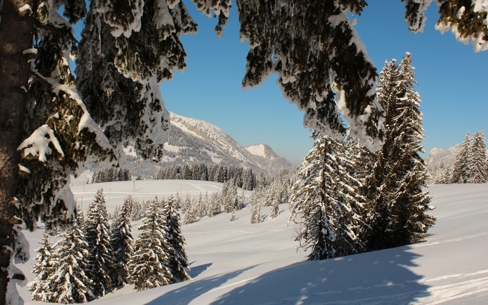 Snowy mountain landscape with pine trees