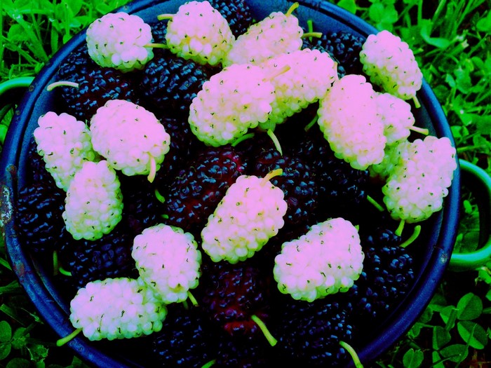White and dark mulberries in a bowl on grass