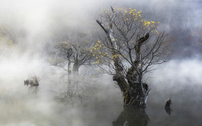 Misty lake with bare trees and yellow leaves