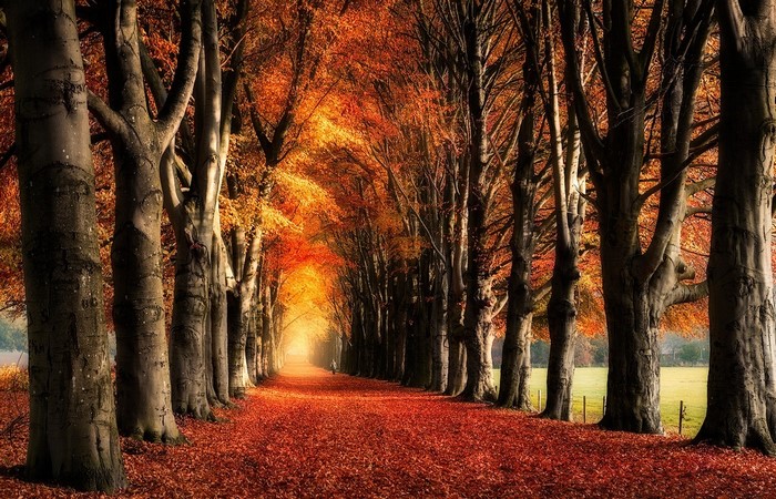 Autumn tree tunnel with fallen leaves
