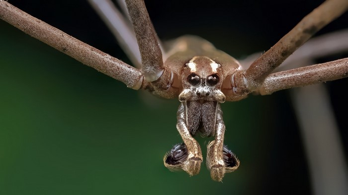 Close-up of a cellar spider's face and legs