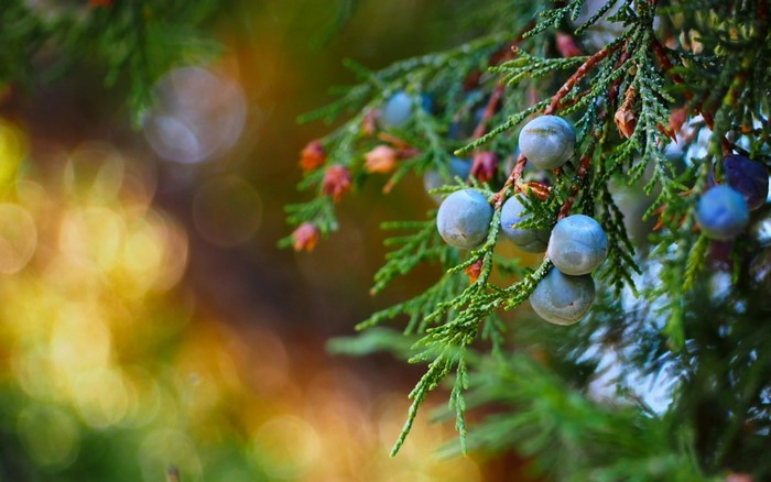 Juniper berries on a branch with bokeh background