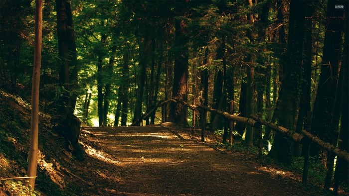 Sunlight filtering through trees onto a forest path