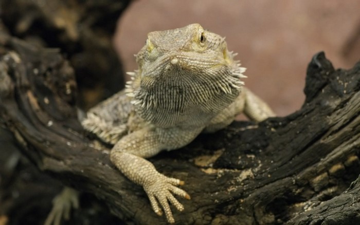 Bearded Dragon on a branch